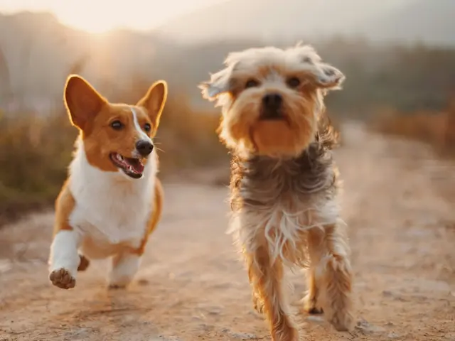 Corgi e yorkshire che passeggiano insieme