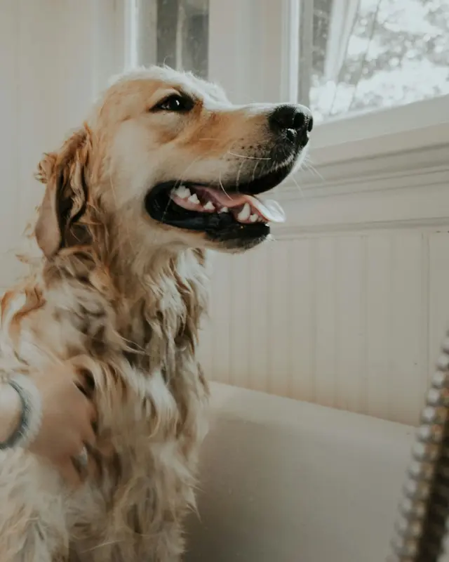 Golden retriever felice durante il bagno in toelettatura