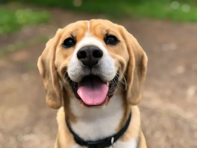 Beagle sorridente con la lingua di fuori