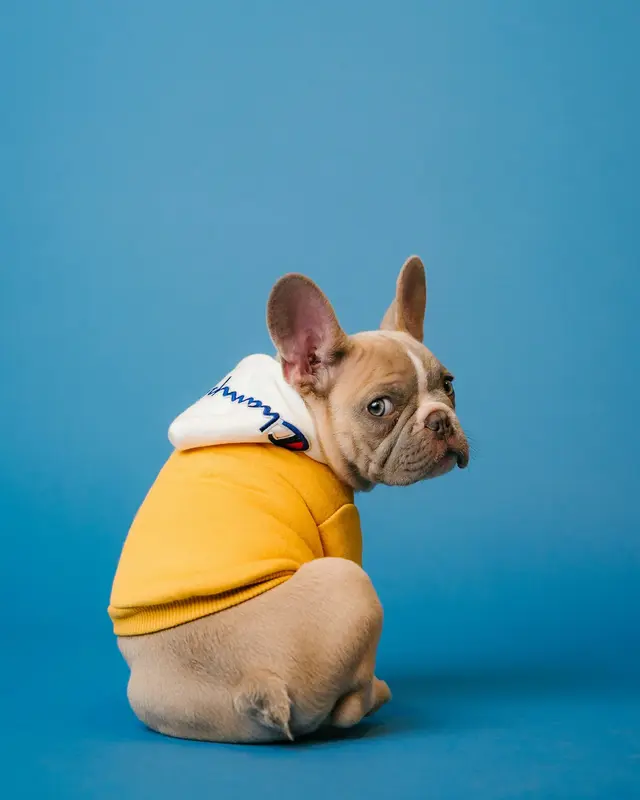 Cucciolo di bulldog francese con felpa gialla