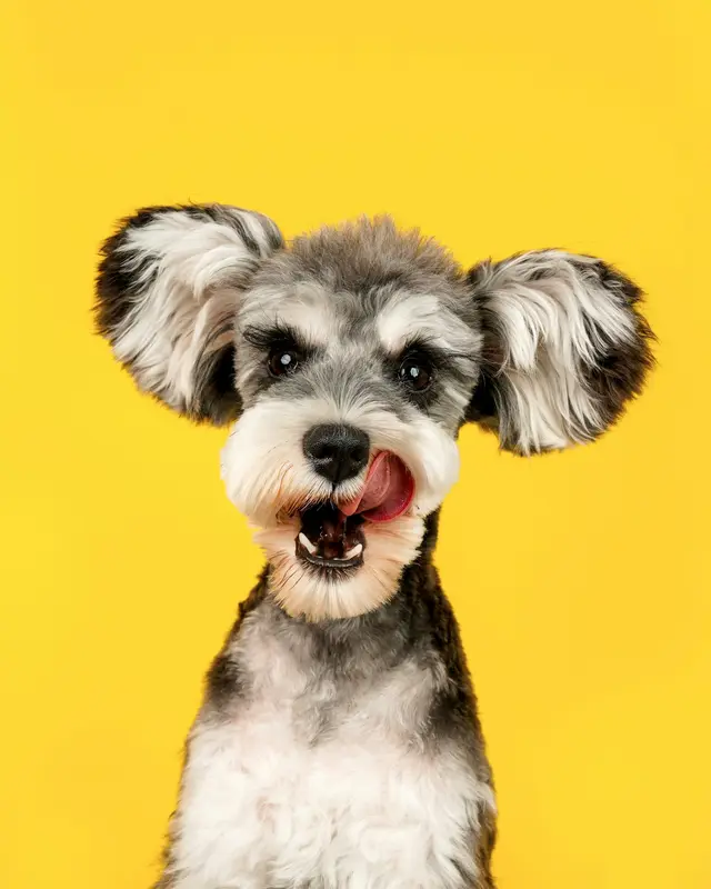Schnauzer dopo la toelettatura, con pelo corto, pulito e ordinato
