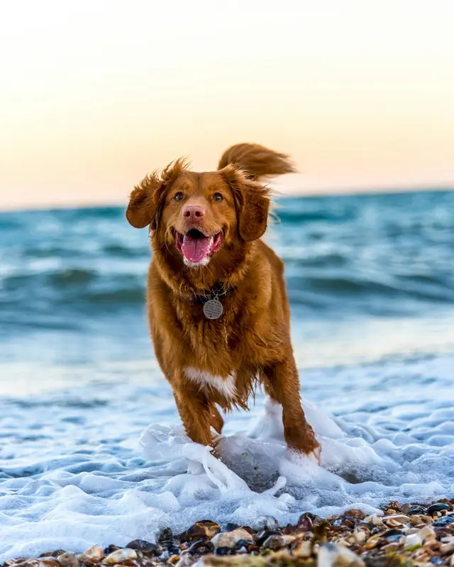 Cane color miele che corre felice sulla spiaggia
