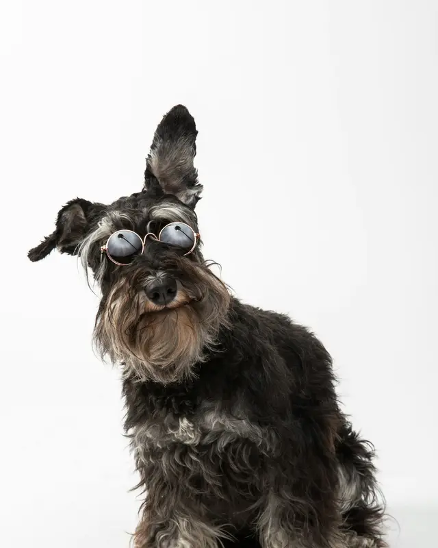Schnauzer con il pelo lungo e arruffato prima della toelettatura